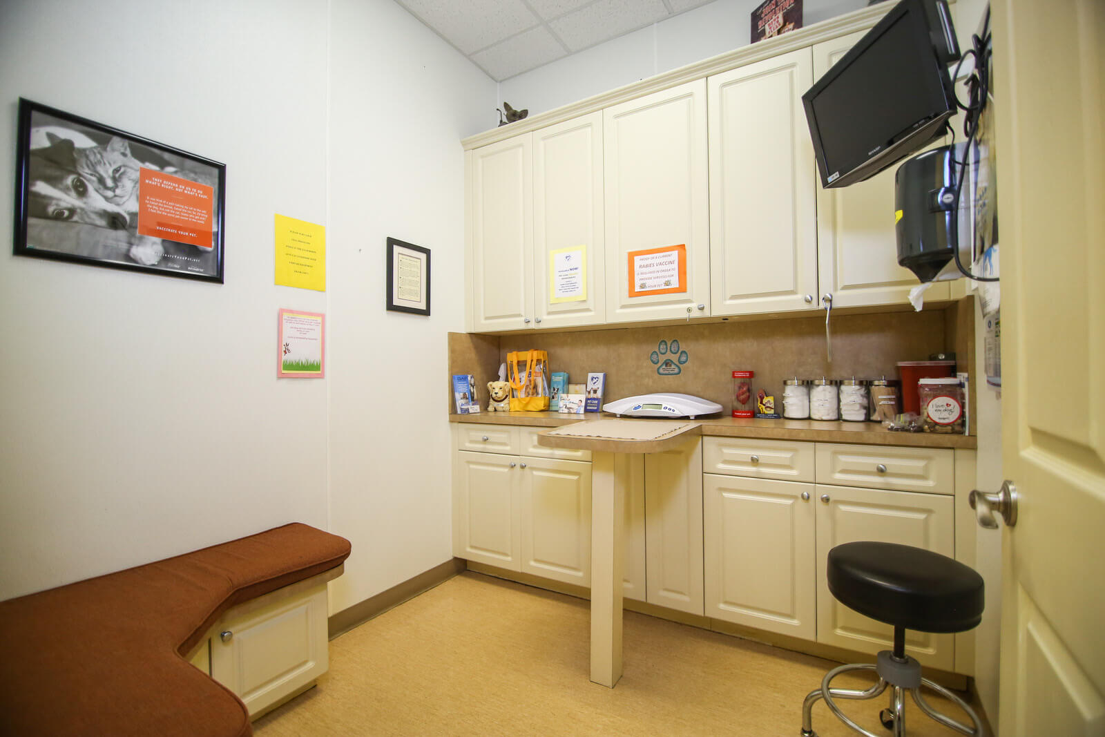 Feline exam room