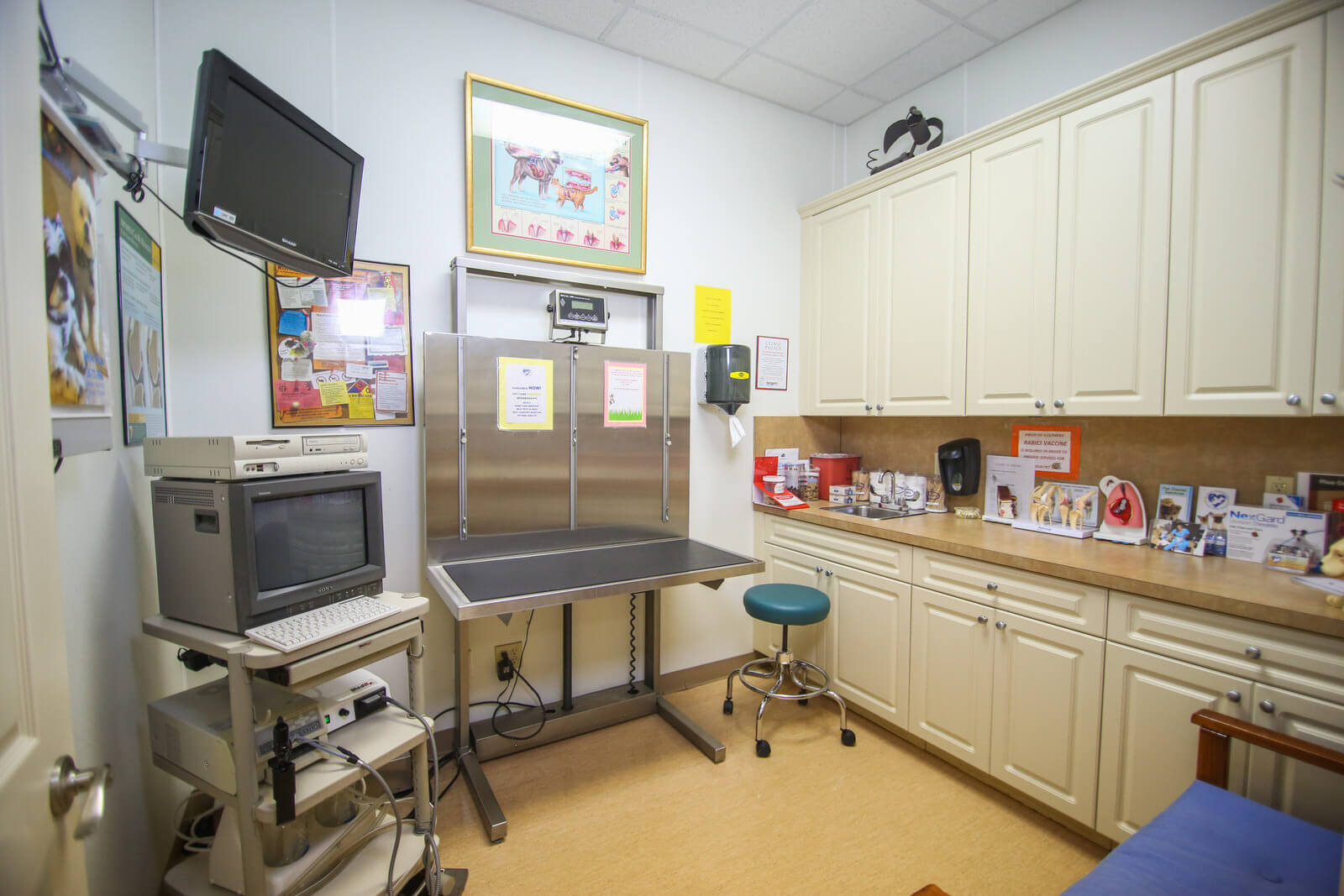 Canine exam room