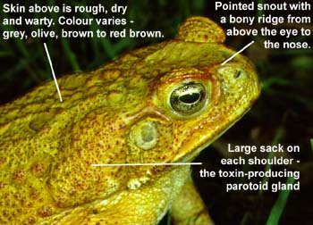 Cane Toad