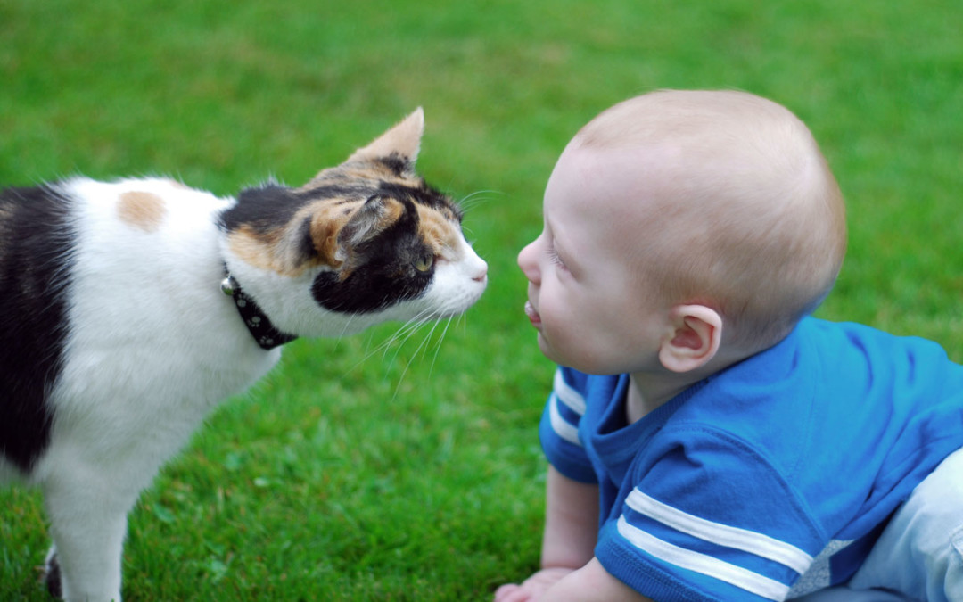 Cat and baby kiss