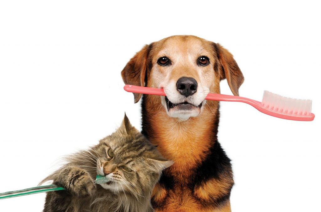 dog and cat brush teeth