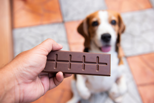 pet and chocolate