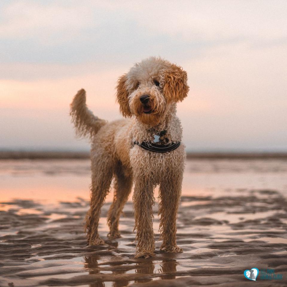 Royal Palm Beach, Florida. Wellington, Florida. Pet Friendly page