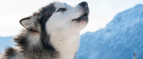 Alaskan Malamute howling