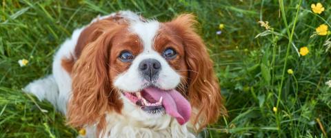 Cavalier King Charles Spaniel smiling at camera, GeniusVets breed library