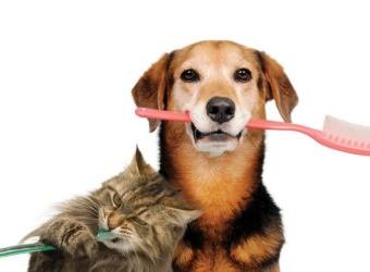 Dental cleanings &amp; your pet’s health