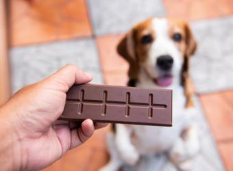 Your pet &amp; Chocolate!