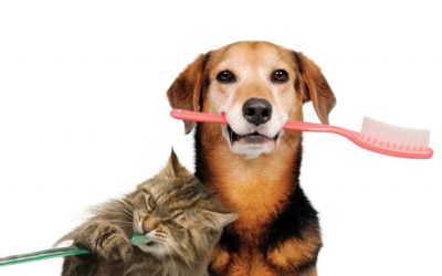 Dental cleanings & your pet’s health